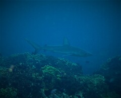 Carcharhinus galapagensis