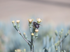 Copestylum violaceum
