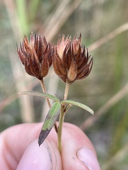 Lespedeza hirta