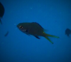 Chromis