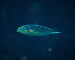 Stethojulis bandanensis
