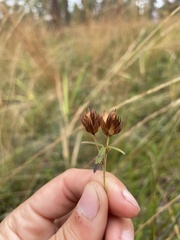 Lespedeza hirta