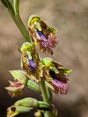Calochilus