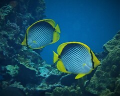 Chaetodon melannotus