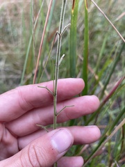 Lespedeza hirta