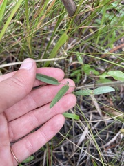 Lespedeza hirta