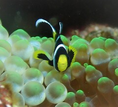 Amphiprion mccullochi