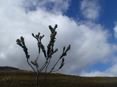 Thesium euphorbioides