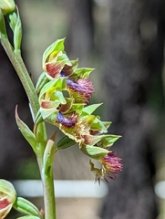 Calochilus