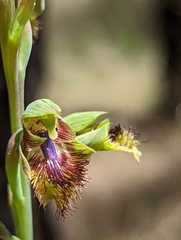Calochilus