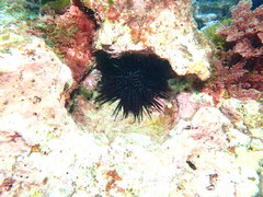 Centrostephanus rodgersii
