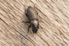 Harpalus distinguendus