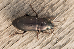 Harpalus distinguendus