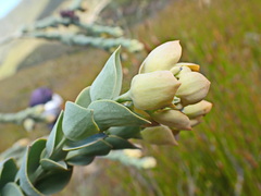 Thesium euphorbioides