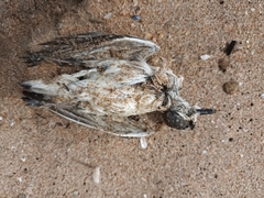 Charadrius marginatus