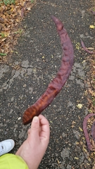 Gleditsia triacanthos