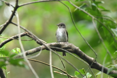 Muscicapa sibirica