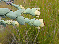 Thesium euphorbioides