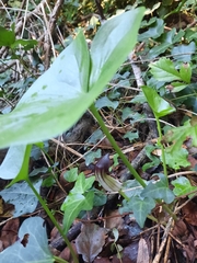 Arum italicum