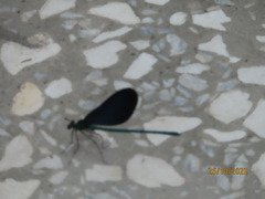 Matrona cyanoptera