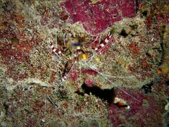 Stenopus hispidus