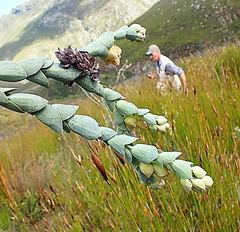 Thesium euphorbioides