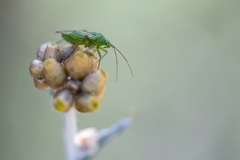 Closterotomus norwegicus