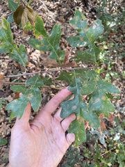Quercus margaretiae