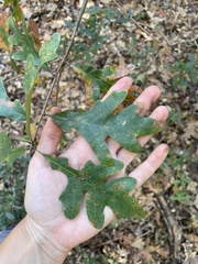Quercus margaretiae