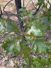 Quercus margaretiae