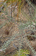 Leucospermum calligerum