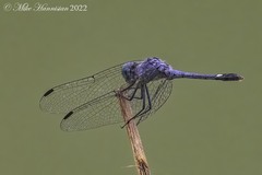 Micrathyria aequalis