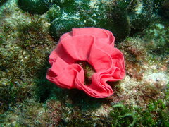 Hexabranchus sanguineus