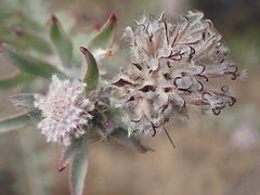 Leucospermum calligerum