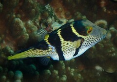 Canthigaster valentini