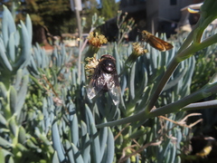Copestylum violaceum