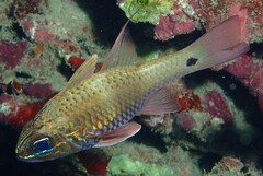 Ostorhinchus norfolcensis