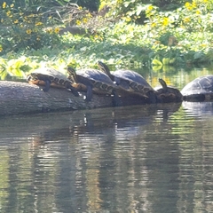 Pseudemys concinna suwanniensis