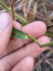 Panicum hemitomon