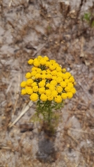 Oncosiphon suffruticosus