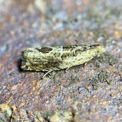 Melanodaedala scopulosana