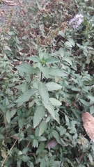 Mentha longifolia