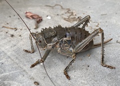 Hetrodes pupus