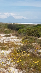 Oncosiphon suffruticosus