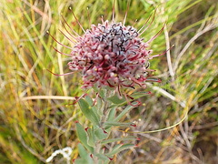Leucospermum calligerum