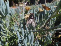 Copestylum violaceum