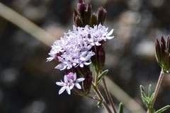 Stevia satureiifolia