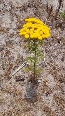 Oncosiphon suffruticosus