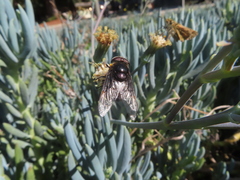 Copestylum violaceum