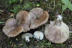 Lactarius montanus